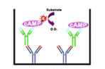 G Protein Signaling / Small GTPase Assays and Reagents